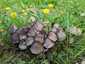 Barnapikkelyes tintagomba (Coprinopsis romagnesiana), Budapest